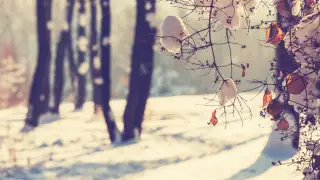 Қазақстанда 29 қаңтарға арналған ауа райы болжамы: Тұманның орнын қар басады