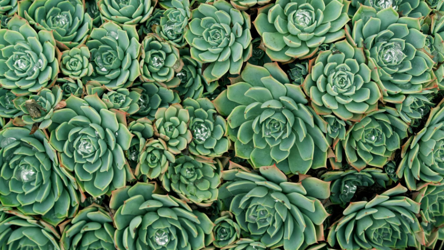 Шымкенттегі мұғалімдер 1,2 млн теңге жалақы алады