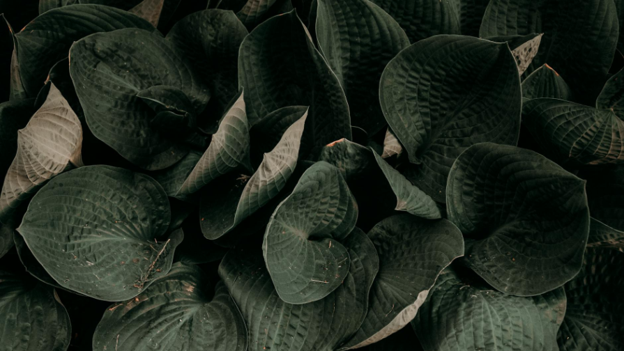 قازاقستاندا جالعان وندىرىستەر انىقتالدى