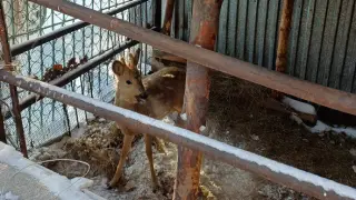 Semide úı aýlasyna kirgen buǵy polısıaǵa tapsyryldy