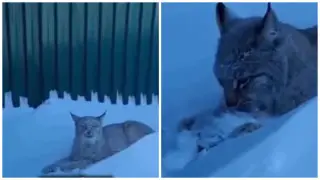 Aqmola oblysyndaǵy aýyl turǵyndaryna erekshe qonaq keldi