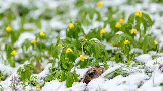 Kazakhstan Braces for Warm Spell: Temperatures to Reach 20°C