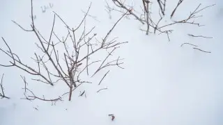 Қазақстан бойынша 17 ақпандағы ауа райы: жауын-шашын, боран және көктайғақ