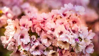 Naýryz ben 8 naýryz: qazaqstandyqtar naýryz aıynda qansha kún demalady?