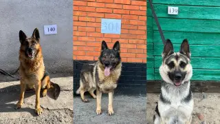 قىزمەتتىك يتتەرگە ارنالعان اۋكسيون: 900 تەڭگەگە ساتىلعان ارداگەرلەر