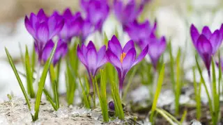 قازاقستانعا اسىعا كۇتكەن جىلىمىق ورالادى