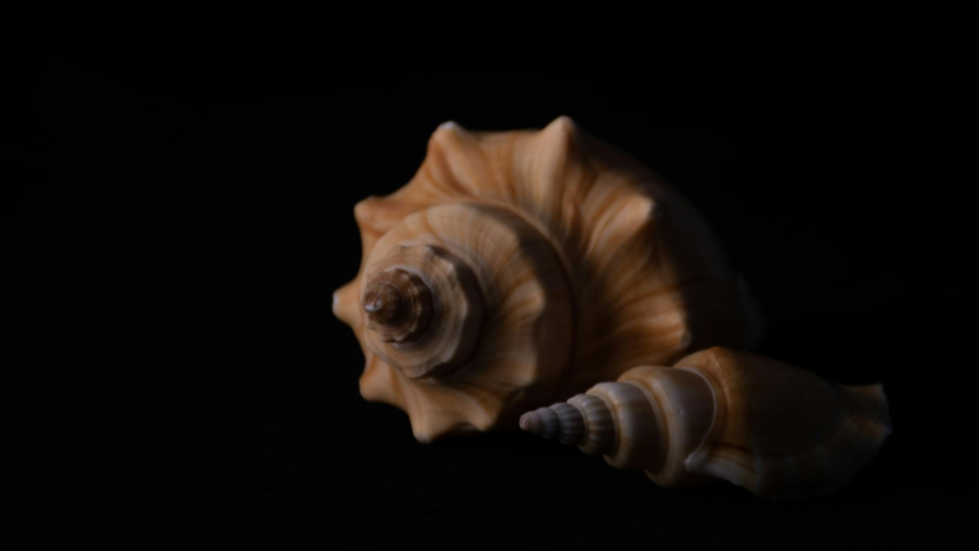 كاشاگاندى قازاقستان ءوز بەتىنشە دامىتا الا ما؟