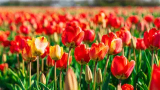 International Women's Day: From Labor Rights to Global Celebration