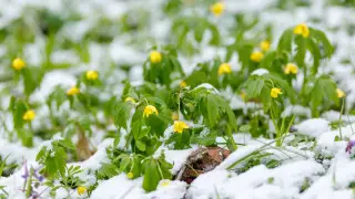 Қазақстанды қар мен жаңбырлы циклон басады: синоптиктер болжамы