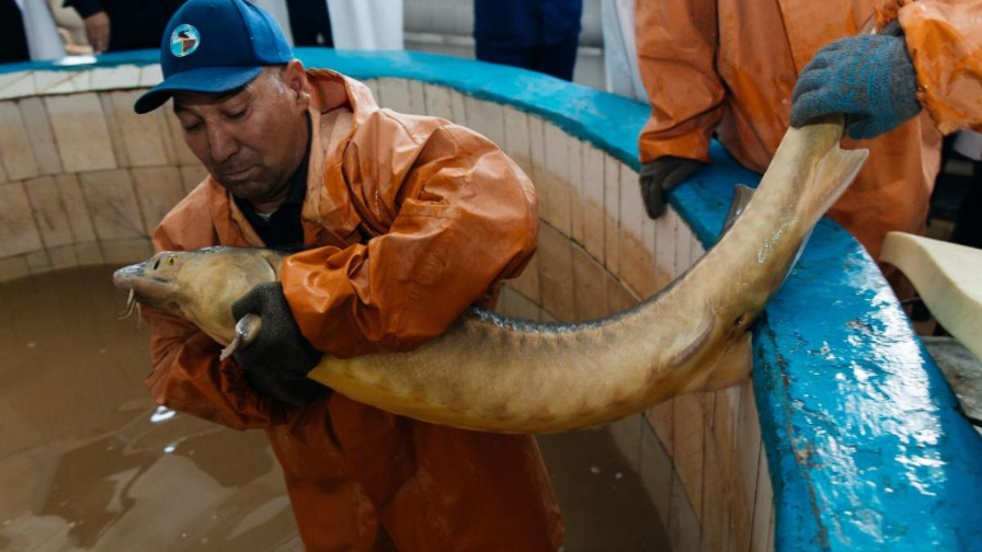 V Atyraýskoı oblastı otkroıýt novyı zavod po pererabotke ryby moshnostú 130 tonn