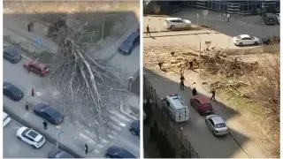 Алматыда аялдамада тұрған ағаш құлады: ешкім зардап шекпеді