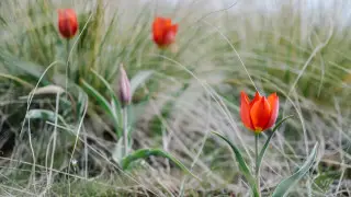 Қазақстанда қандай гүлдерді жұлуға болмайды? Тізімі және айыппұлдар