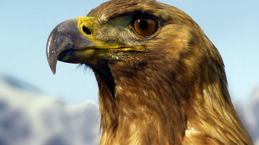 Почему в Алматы стало меньше уток и ласточек: объяснение орнитолога