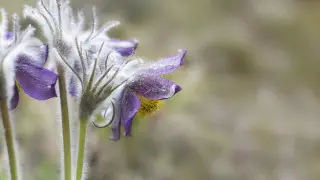 Kazakhstan Weather Update: Forecasts Revised for Astana and Almaty