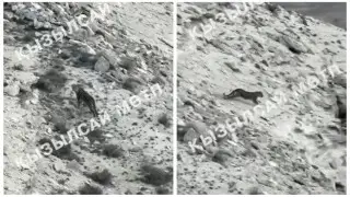 Mańǵystaýda joıylyp bara jatqan azıalyq qabylannyń izi tabyldy