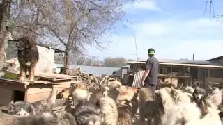 ۆلادەلسى پريۋتوۆ الماتينسكوي وبلاستي ريسكۋيۋت پوتەريات زەمليۋ دليا جيۆوتنىح