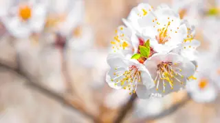 Мамы, қорғаушылар және Жеңіс күні: Қазақстандықтар мамыр айында қанша күн демалады?