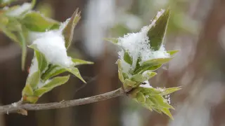 استانادا قار جاۋىپ، الماتىدا +24 گرادۋسقا دەيىن جىلىنادى: 8-10 ساۋىرگە ارنالعان اۋا رايى بولجامى
