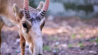 Тысячи сайгаков погибли в Западном Казахстане: ведется расследование