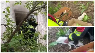 Heroic Rescue: Firefighters Save 10 Animals from Almaty Blaze