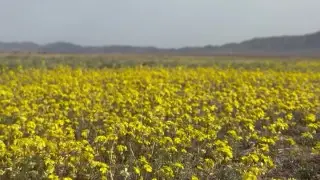 الماتى ماڭىنداعى «سارى گۇل تەڭىزى» ينستا-جۇلدىزداردى باۋراپ الدى