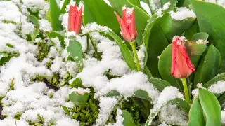 قازاقستانعا قار مەن 8 گرادۋسقا دەيىنگى اياز كەلەدى