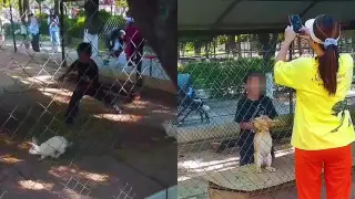 Child Enters Rabbit Enclosure at Shymkent Zoo, Sparking Safety Concerns