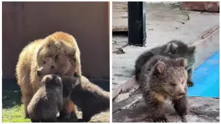 Алматы зоопаркінде Қызыл кітапқа енген аюлардың төлдері дүниеге келді