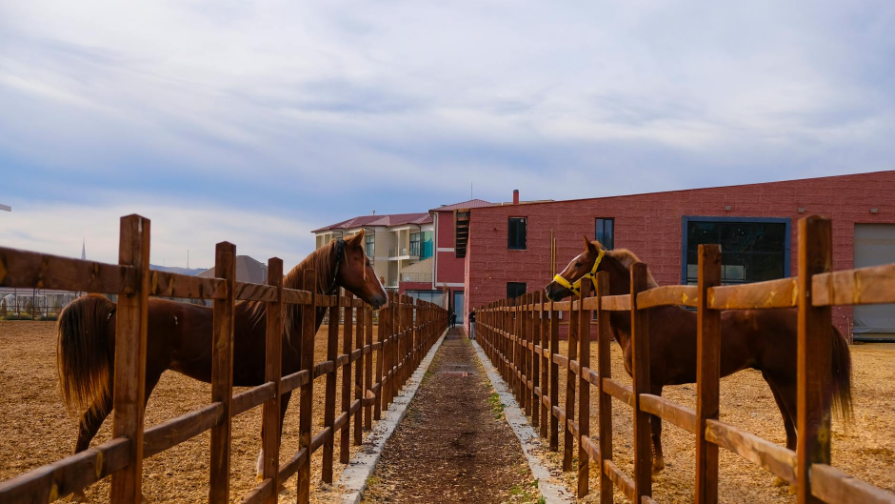 Алматыдағы ипподромды көшіру мәселесі: Аудан әкімі шешім қабылдауға асықпау керектігін айтты