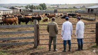 Veterinarians Part of Organized Group Caught Stealing Livestock in West Kazakhstan