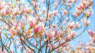 Kazakhstan Weather Alert: Frost Recedes، Temperatures Soar to +28°C