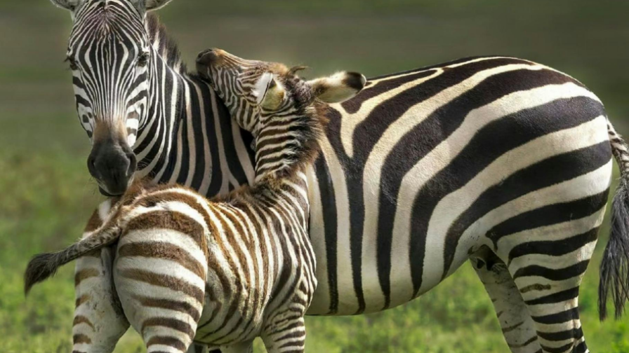 Ақтауда иттерге бөлінген миллиардтар мен балалар тағдыры: Жаңа заңға қатысты дау ушықты