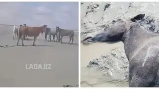 بولەە 100 لوشادەي پوگيبلي ۆ مانگيستاۋ يز-زا انومالنوي پوگودى