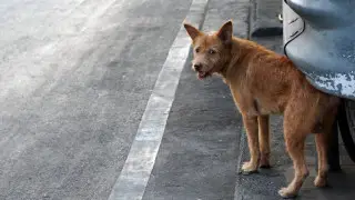 Qańǵybas ıtter máselesi: Toqaev qoǵamdy bólýge jol bermeýge shaqyrdy