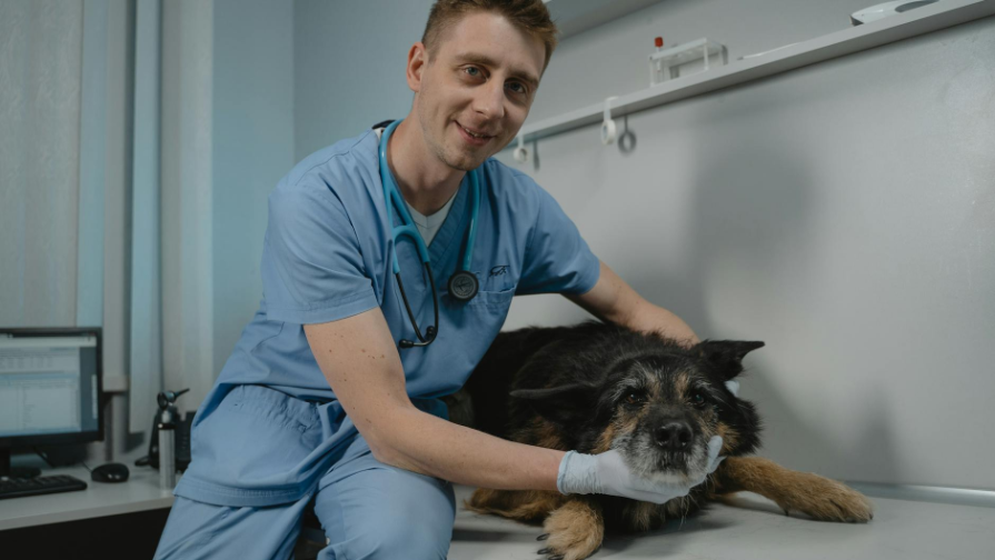 Kazahstan povysıt zarplaty ı snızıt pensıonnyı vozrast dlá rabotnıkov jıvotnovodstva