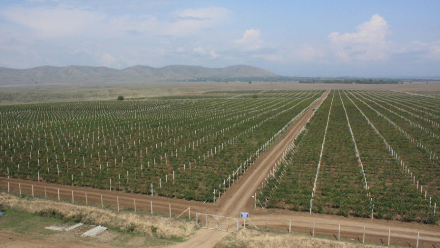 Қытай Қазақстанның егін алқаптарына инвестиция құяды