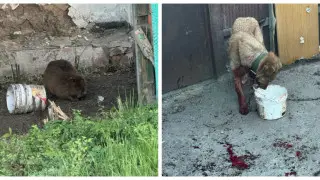 Beaver Attacks Dog in Kazakhstan Village، Prompting Wildlife Concern