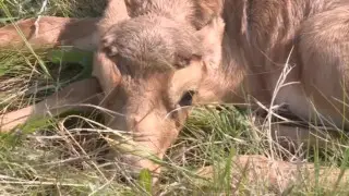 Scientists Track Saiga Antelopes in Western Kazakhstan Using GPS Collars