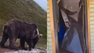 Bear Attempts to Breach Tourist Hotel in Zhetysu، Metal Door Withstands Attack