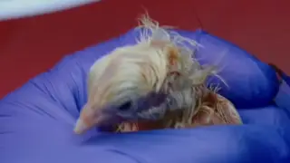 Scientists Hatch 26 Baby Moa Birds Using Artificial Eggs