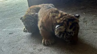 В Карагандинском зоопарке родились редкие амурские тигрята: важное событие для сохранения вида