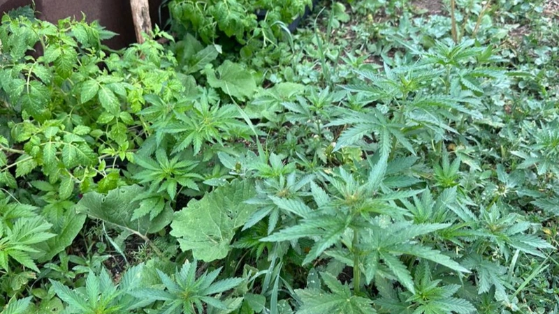 Akmola Region Resident Caught Growing 79 Cannabis Plants