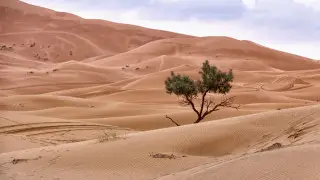 ساحارا شولىندە 49 ادام كوز جۇمدى: جۇك كولىگىنىڭ بۇزىلۋى سالدارىنان بولعان تراگەديا